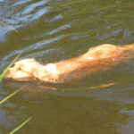 Fuksiu w podróży do Krynicy Górskiej.