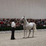 Pokaz koni w Michałowie / Piotr Michalski / Radio Kielce