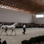Pokaz koni w Michałowie / Piotr Michalski / Radio Kielce
