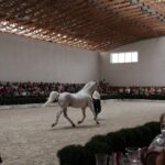 Pokaz koni w Michałowie / Piotr Michalski / Radio Kielce