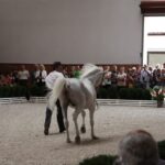 Pokaz koni w Michałowie / Piotr Michalski / Radio Kielce