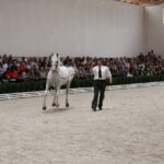 Pokaz koni w Michałowie / Piotr Michalski / Radio Kielce