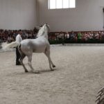 Pokaz koni w Michałowie / Piotr Michalski / Radio Kielce