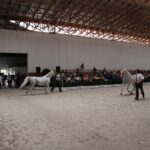 Pokaz koni w Michałowie / Piotr Michalski / Radio Kielce