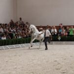 Pokaz koni w Michałowie / Piotr Michalski / Radio Kielce