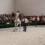 Pokaz koni w Michałowie / Piotr Michalski / Radio Kielce