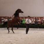 Pokaz koni w Michałowie / Piotr Michalski / Radio Kielce