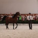 Pokaz koni w Michałowie / Piotr Michalski / Radio Kielce