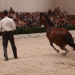 Pokaz koni w Michałowie / Piotr Michalski / Radio Kielce