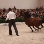 Pokaz koni w Michałowie / Piotr Michalski / Radio Kielce