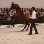 Pokaz koni w Michałowie / Piotr Michalski / Radio Kielce