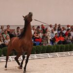 Pokaz koni w Michałowie / Piotr Michalski / Radio Kielce