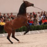 Pokaz koni w Michałowie / Piotr Michalski / Radio Kielce