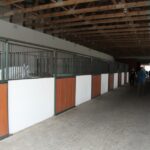 Pokaz koni w Michałowie / Piotr Michalski / Radio Kielce