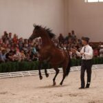 Pokaz koni w Michałowie / Piotr Michalski / Radio Kielce