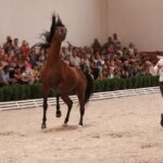 Pokaz koni w Michałowie / Piotr Michalski / Radio Kielce