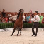 Pokaz koni w Michałowie / Piotr Michalski / Radio Kielce