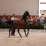 Pokaz koni w Michałowie / Piotr Michalski / Radio Kielce