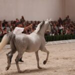 Pokaz koni w Michałowie / Piotr Michalski / Radio Kielce