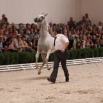 Pokaz koni w Michałowie / Piotr Michalski / Radio Kielce