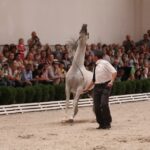 Pokaz koni w Michałowie / Piotr Michalski / Radio Kielce