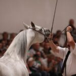 Pokaz koni w Michałowie / Piotr Michalski / Radio Kielce