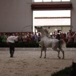 Pokaz koni w Michałowie / Piotr Michalski / Radio Kielce