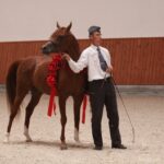 Pokaz koni w Michałowie / Piotr Michalski / Radio Kielce