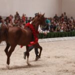 Pokaz koni w Michałowie / Piotr Michalski / Radio Kielce