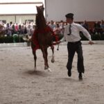 Pokaz koni w Michałowie / Piotr Michalski / Radio Kielce