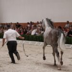 Pokaz koni w Michałowie / Piotr Michalski / Radio Kielce