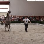 Pokaz koni w Michałowie / Piotr Michalski / Radio Kielce