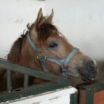 Pokaz koni w Michałowie / Piotr Michalski / Radio Kielce