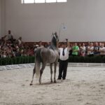 Pokaz koni w Michałowie / Piotr Michalski / Radio Kielce