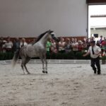 Pokaz koni w Michałowie / Piotr Michalski / Radio Kielce