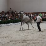 Pokaz koni w Michałowie / Piotr Michalski / Radio Kielce