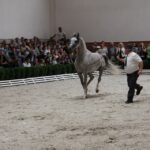 Pokaz koni w Michałowie / Piotr Michalski / Radio Kielce