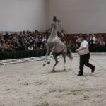 Pokaz koni w Michałowie / Piotr Michalski / Radio Kielce