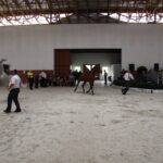 Pokaz koni w Michałowie / Piotr Michalski / Radio Kielce