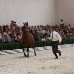 Pokaz koni w Michałowie / Piotr Michalski / Radio Kielce