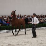 Pokaz koni w Michałowie / Piotr Michalski / Radio Kielce