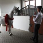 Pokaz koni w Michałowie / Piotr Michalski / Radio Kielce