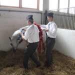 Pokaz koni w Michałowie / Piotr Michalski / Radio Kielce