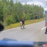 Dwaj mieszkańcy naszego regionu, którzy wystartowali w siódmej edycji rajdu samochodowego "Złombol", wrócili już do Kielc. / Fot. Michał Pękala / Maciej Chwedziak