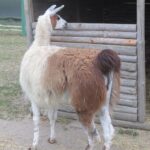 Wakacyjny program "Świętokrzyskie na fali. Przybij piątkę z Radiem Kielce" dotarł do Kurozwęk / Konrad Łużniak / Radio Kielce