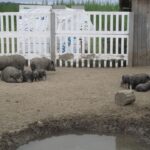 Wakacyjny program "Świętokrzyskie na fali. Przybij piątkę z Radiem Kielce" dotarł do Kurozwęk / Konrad Łużniak / Radio Kielce