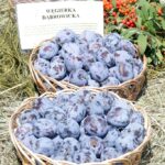 Święto śliwki w Szydłowie / Robert Felczak / Radio Kielce