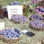 Święto śliwki w Szydłowie / Robert Felczak / Radio Kielce