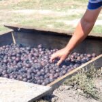 Święto śliwki w Szydłowie / Robert Felczak / Radio Kielce