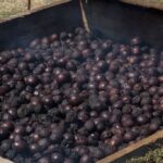 Święto śliwki w Szydłowie / Robert Felczak / Radio Kielce